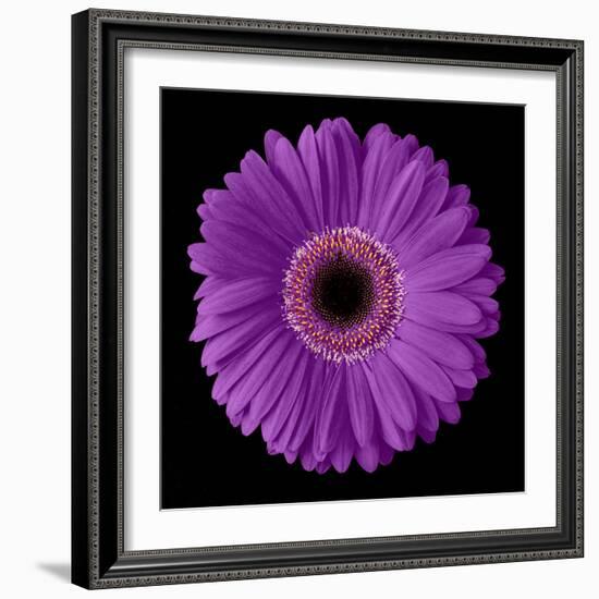 Purple Gerbera Daisy-Jim Christensen-Framed Photographic Print