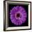 Purple Gerbera Daisy-Jim Christensen-Framed Photographic Print