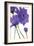 Purple Gerberas 2-Cherie Roe Dirksen-Framed Giclee Print