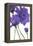 Purple Gerberas 2-Cherie Roe Dirksen-Framed Premier Image Canvas