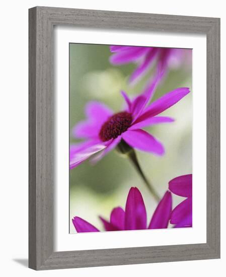 Purple Gerberas-Jean Cazals-Framed Photographic Print