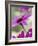 Purple Gerberas-Jean Cazals-Framed Photographic Print