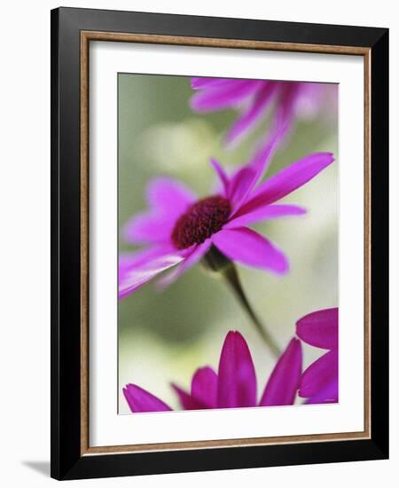 Purple Gerberas-Jean Cazals-Framed Photographic Print