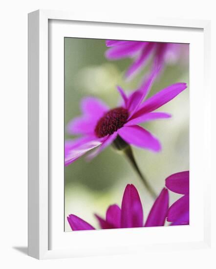 Purple Gerberas-Jean Cazals-Framed Photographic Print