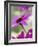 Purple Gerberas-Jean Cazals-Framed Photographic Print