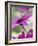 Purple Gerberas-Jean Cazals-Framed Photographic Print