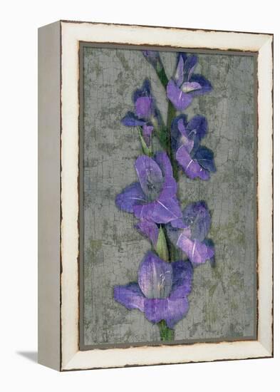 Purple Gladiola-John Seba-Framed Stretched Canvas