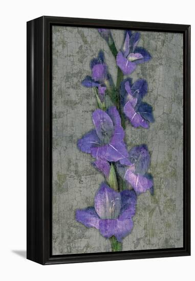 Purple Gladiola-John Seba-Framed Stretched Canvas