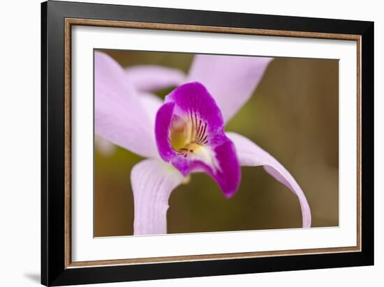 Purple Glory-Dana Styber-Framed Photographic Print