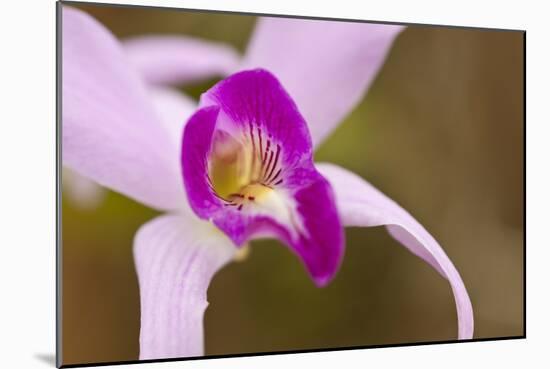 Purple Glory-Dana Styber-Mounted Photographic Print