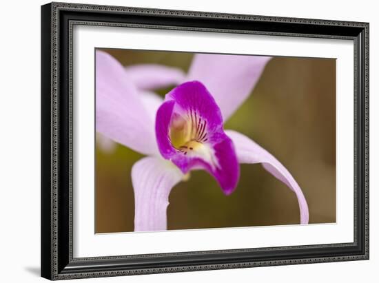 Purple Glory-Dana Styber-Framed Photographic Print