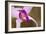 Purple Glory-Dana Styber-Framed Photographic Print