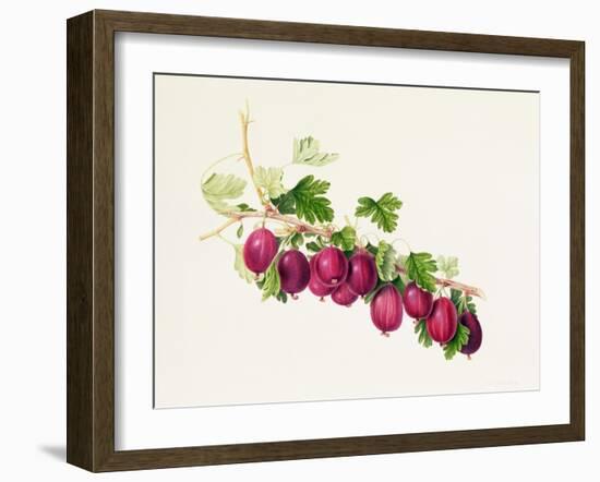 Purple Gooseberry-William Hooker-Framed Giclee Print