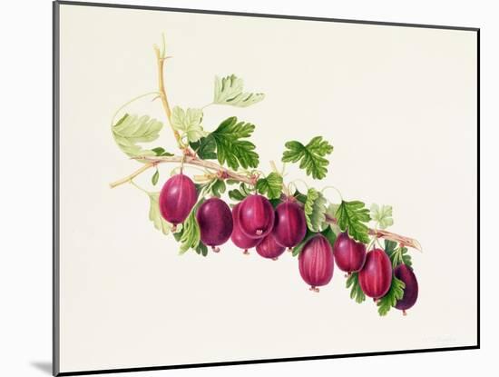 Purple Gooseberry-William Hooker-Mounted Giclee Print