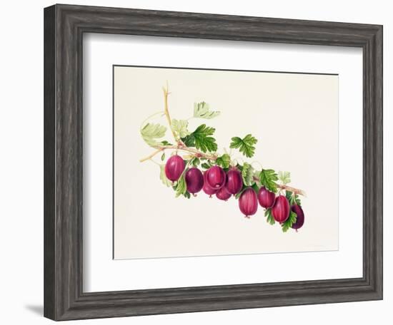 Purple Gooseberry-William Hooker-Framed Giclee Print