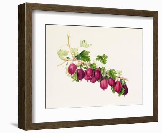 Purple Gooseberry-William Hooker-Framed Giclee Print