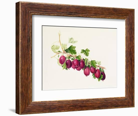 Purple Gooseberry-William Hooker-Framed Giclee Print