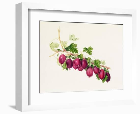 Purple Gooseberry-William Hooker-Framed Giclee Print