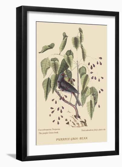 Purple Grosbeak-Mark Catesby-Framed Art Print