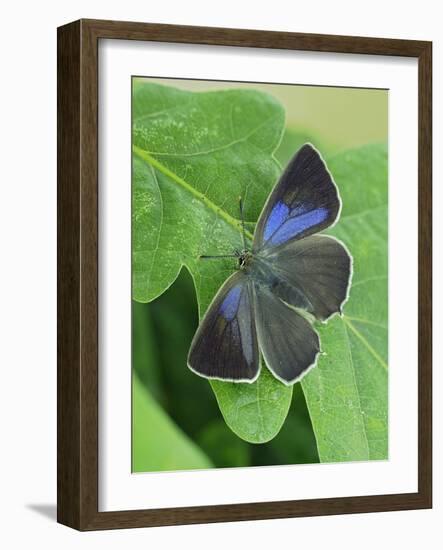 Purple hairstreak butterfly female with wings open, Hertfordshire, England, UK-Andy Sands-Framed Photographic Print