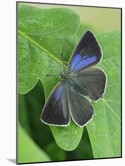 Purple hairstreak butterfly female with wings open, Hertfordshire, England, UK-Andy Sands-Mounted Photographic Print