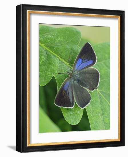 Purple hairstreak butterfly female with wings open, Hertfordshire, England, UK-Andy Sands-Framed Photographic Print