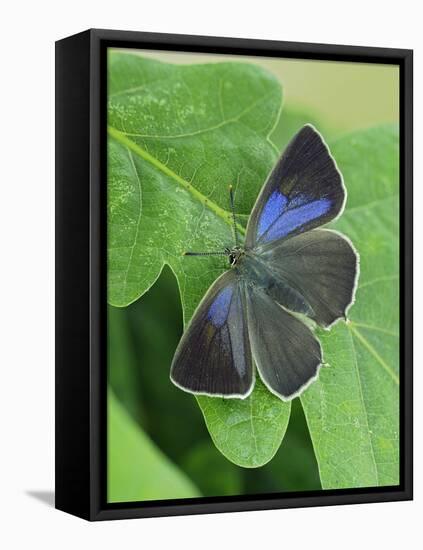 Purple hairstreak butterfly female with wings open, Hertfordshire, England, UK-Andy Sands-Framed Premier Image Canvas