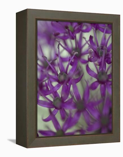 Purple Haze 1-Doug Chinnery-Framed Premier Image Canvas