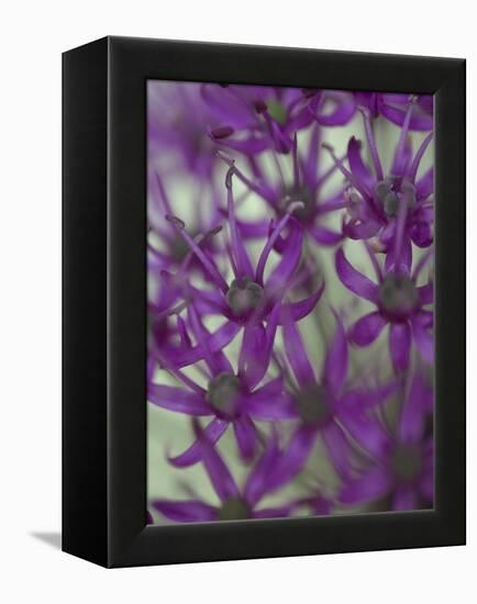 Purple Haze 1-Doug Chinnery-Framed Premier Image Canvas