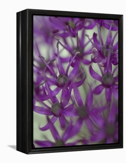 Purple Haze 1-Doug Chinnery-Framed Premier Image Canvas