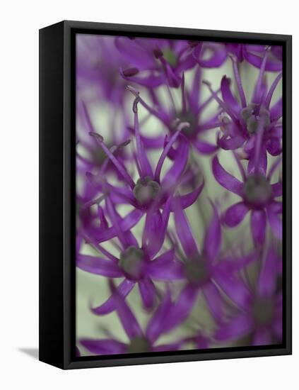 Purple Haze 1-Doug Chinnery-Framed Premier Image Canvas