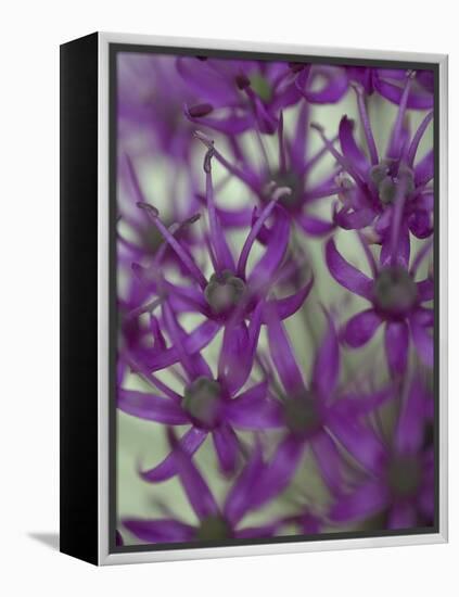 Purple Haze 1-Doug Chinnery-Framed Premier Image Canvas