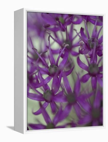 Purple Haze 1-Doug Chinnery-Framed Premier Image Canvas