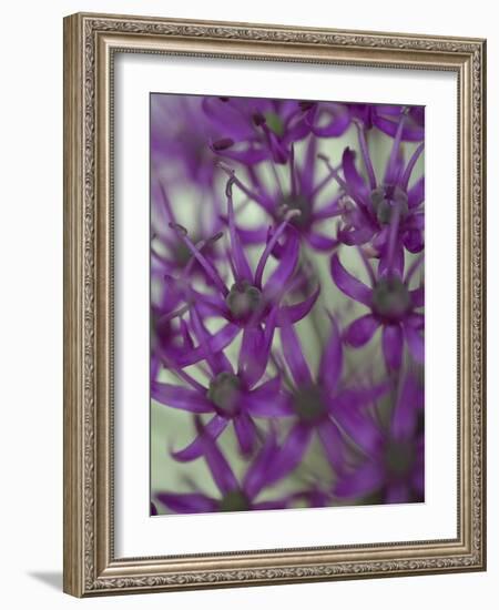 Purple Haze 1-Doug Chinnery-Framed Photographic Print