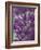 Purple Haze 1-Doug Chinnery-Framed Photographic Print