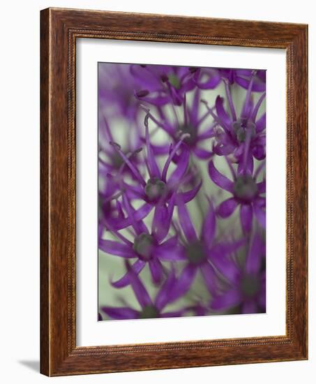 Purple Haze 1-Doug Chinnery-Framed Photographic Print