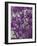 Purple Haze 1-Doug Chinnery-Framed Photographic Print