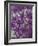 Purple Haze 1-Doug Chinnery-Framed Photographic Print