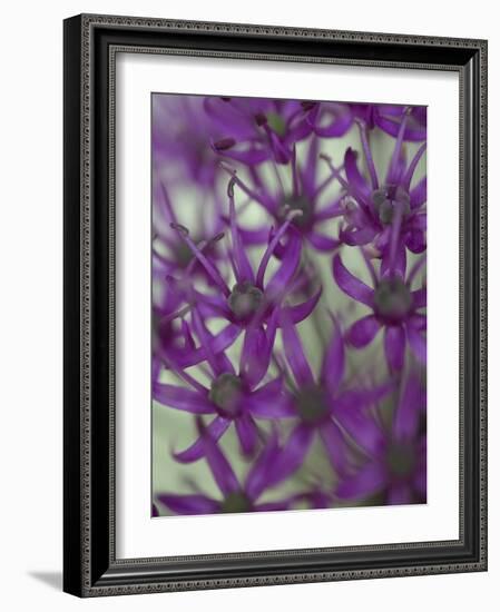 Purple Haze 1-Doug Chinnery-Framed Photographic Print