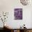 Purple Haze 1-Doug Chinnery-Photographic Print displayed on a wall