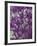 Purple Haze 1-Doug Chinnery-Framed Photographic Print