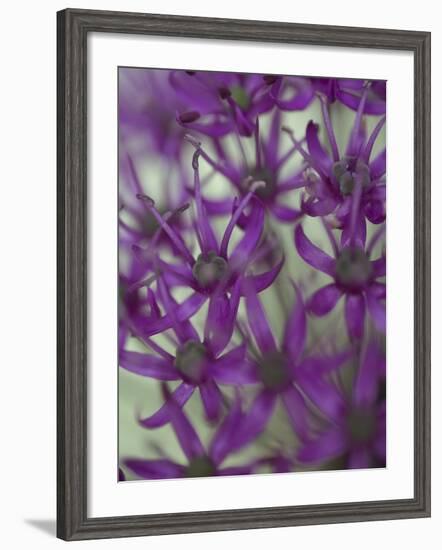 Purple Haze 1-Doug Chinnery-Framed Photographic Print