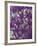 Purple Haze 1-Doug Chinnery-Framed Photographic Print