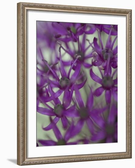 Purple Haze 1-Doug Chinnery-Framed Photographic Print