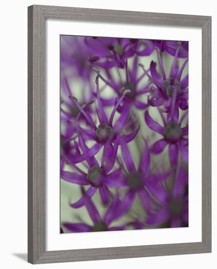 Purple Haze 1-Doug Chinnery-Framed Photographic Print