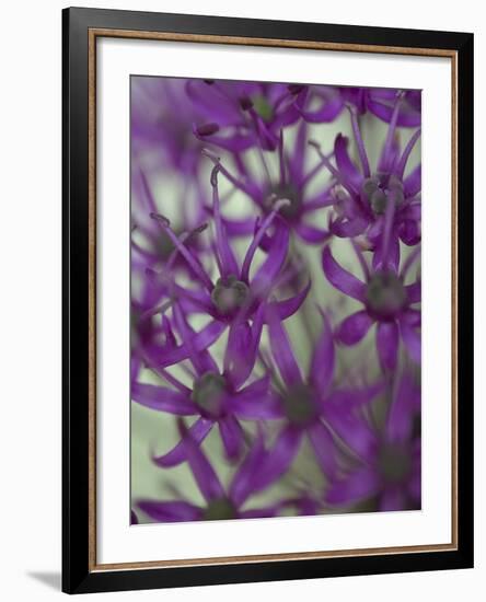 Purple Haze 1-Doug Chinnery-Framed Photographic Print