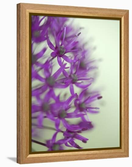 Purple Haze 2-Doug Chinnery-Framed Premier Image Canvas