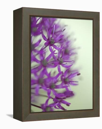 Purple Haze 2-Doug Chinnery-Framed Premier Image Canvas