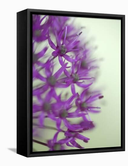 Purple Haze 2-Doug Chinnery-Framed Premier Image Canvas