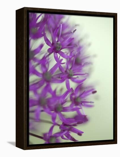 Purple Haze 2-Doug Chinnery-Framed Premier Image Canvas